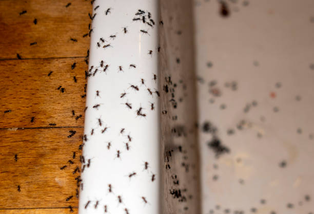 Best Wildlife Control Services  in Pharr, TX
