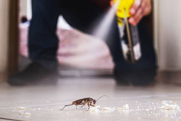 Best Rat Extermination Near Me  in Pharr, TX
